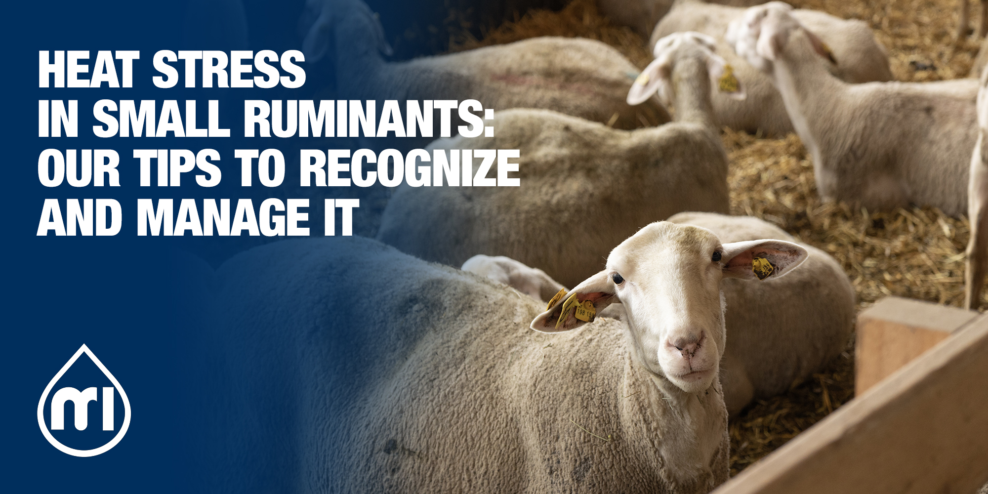 Heat stress in small ruminants: Our tips to recognize and manage it ... - Small Animal Stress Management
